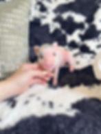 MICRO MINI TEACUP PIGS FOR SALE