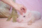 MICRO MINI TEACUP PIGS FOR SALE