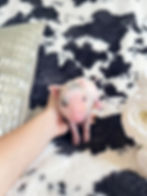 MICRO MINI TEACUP PIGS FOR SALE