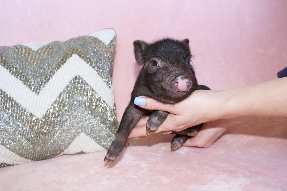 MICRO MINI TEACUP PIGS FOR SALE
