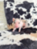 MICRO MINI TEACUP PIGS FOR SALE