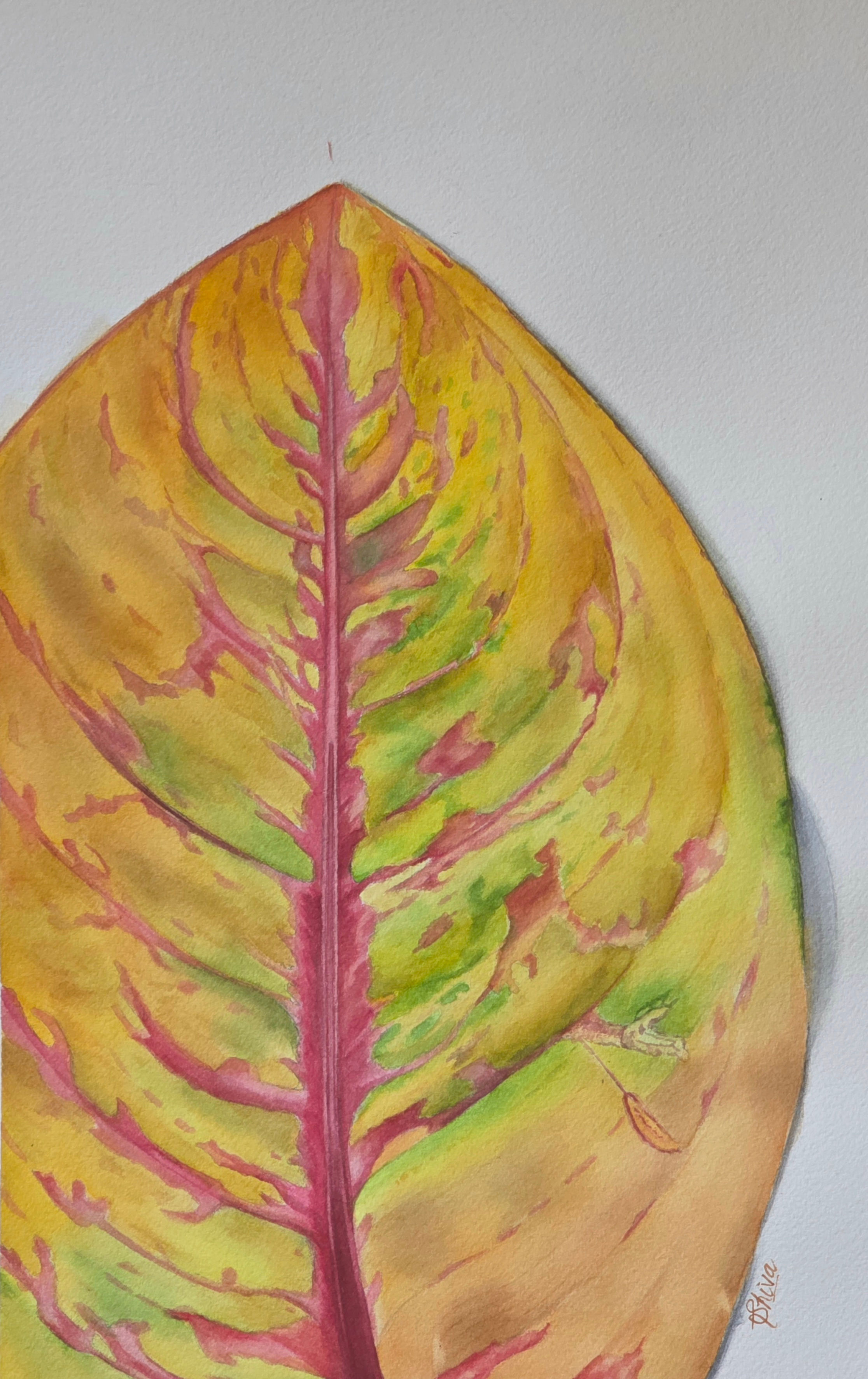 The Aglonema Leaf