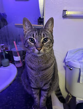 My rescue cat Izumi