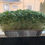 Miniatura: Microgreens Started tray (Living microgreens)