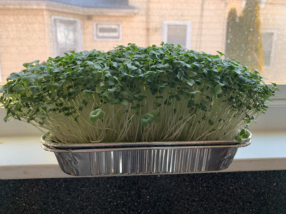 Microgreens Started tray (Living microgreens)
