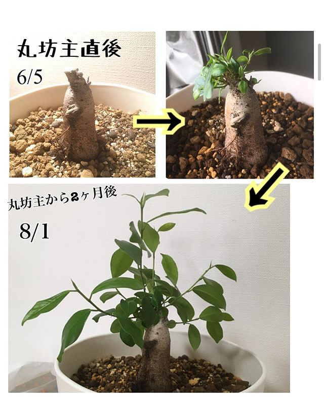 ガジュマル 丸坊主の方法 成功させるコツ4つとは