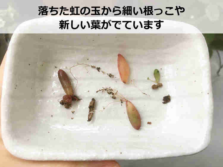 発根した虹の玉の葉