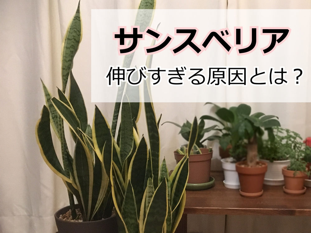サンスベリア 伸びすぎる原因と対処法 倒れる