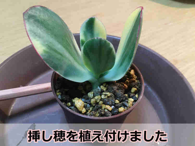 植え付け後の挿し穂