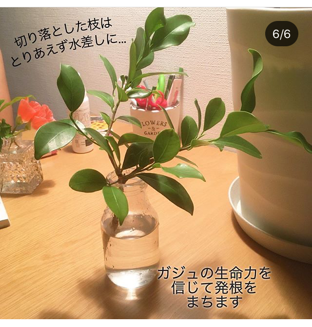 ガジュマル丸坊主の際に切り落とした枝