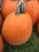 Pumpkin Picking/Wagon Ride