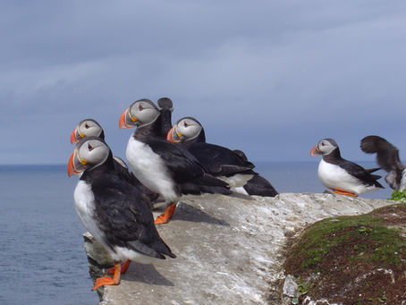Ile d'Hornoya, Norvège. La falaise aux oiseaux.
