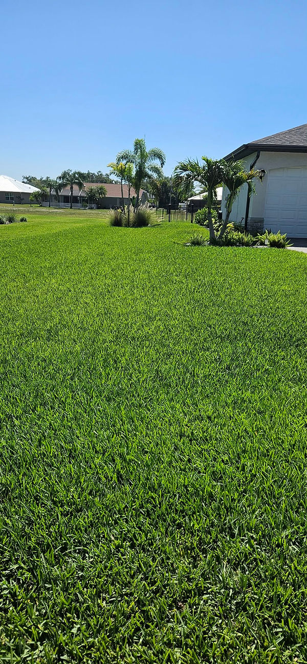 lawn pic.jpeg