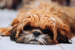 Entspannter Hund