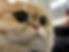 Cat.png