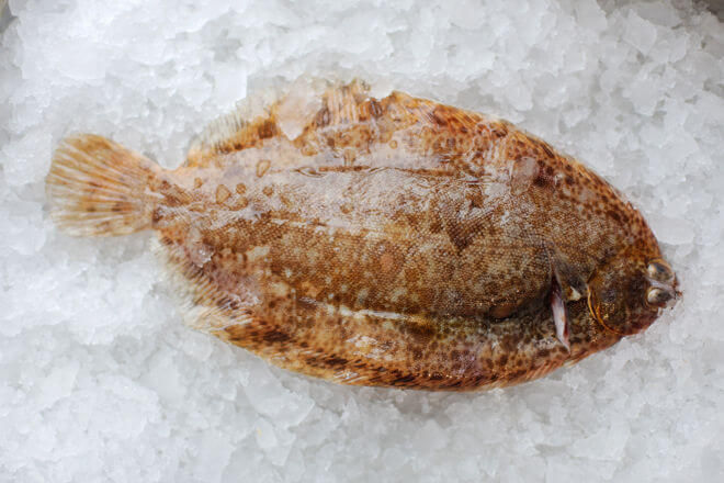 wholesale lemon sole supplier uk