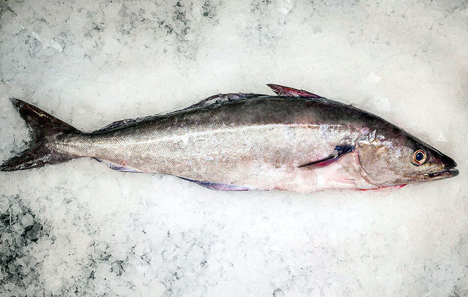 wholesale coley supplier uk