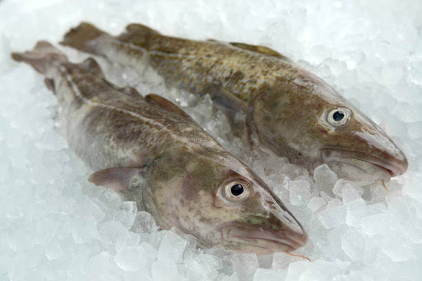 wholesale cod supplier uk