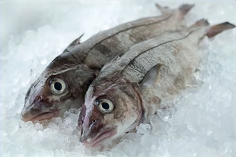 wholesale haddock supplier uk