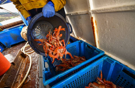 wholesale crab supplier uk