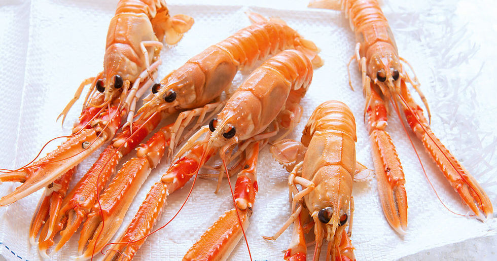wholesale langoustine supplier uk