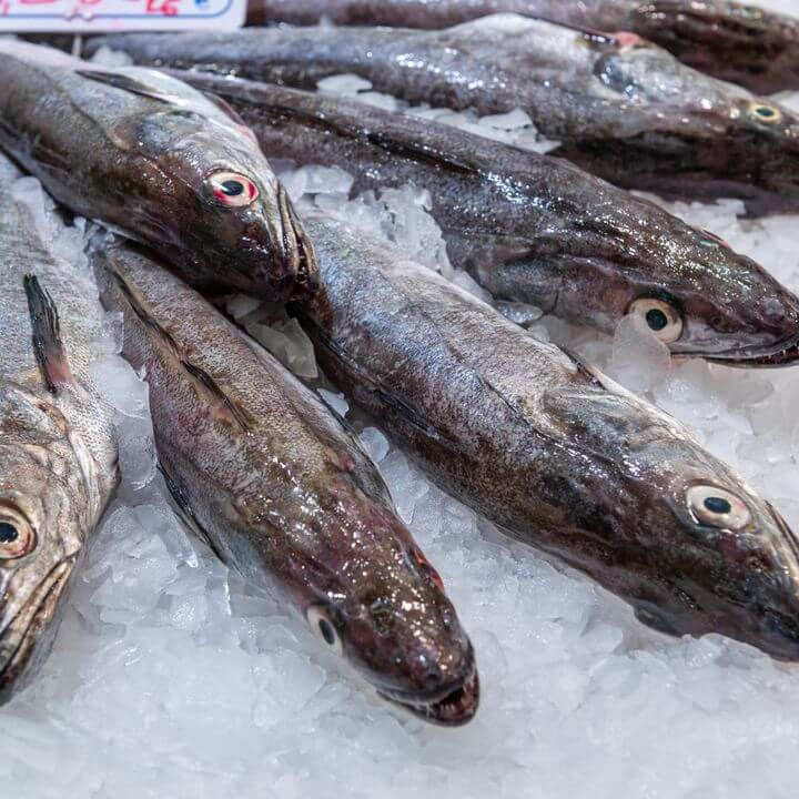 wholesale hake supplier uk