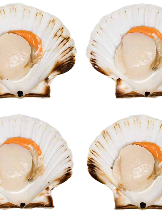 Four fresh scallops in shells, a seafood product. whitefish smoked fish shellfish