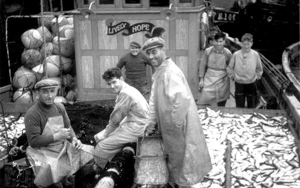 Daily seafood stock including cod and shellfish UK