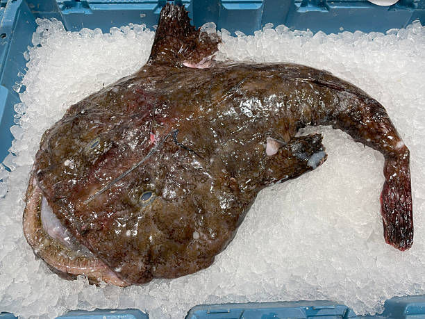 wholesale monkfish supplier uk