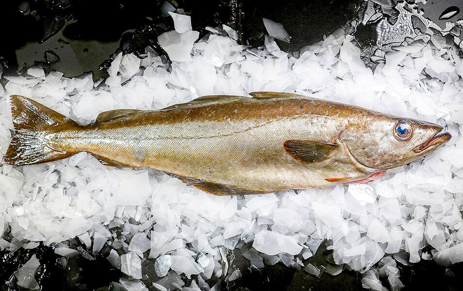 wholesale pollock supplier uk