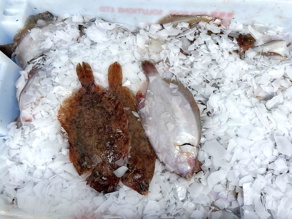 whole lemon sole clark seafoods supply