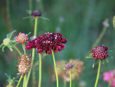 Le scabieuses Atropurpurea "Purple": un délice pour les yeux!
