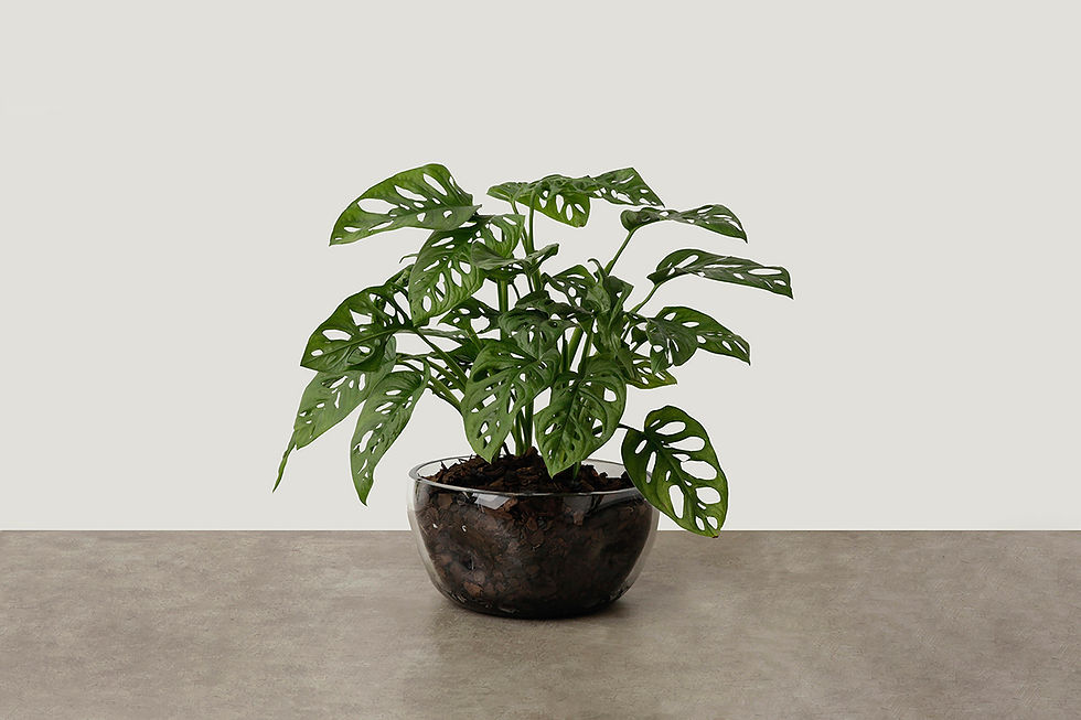Miniatura: bowls BOLHA