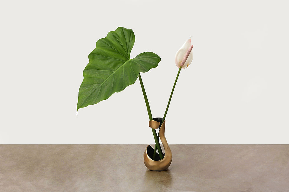 Miniatura: vasos FLUXUS