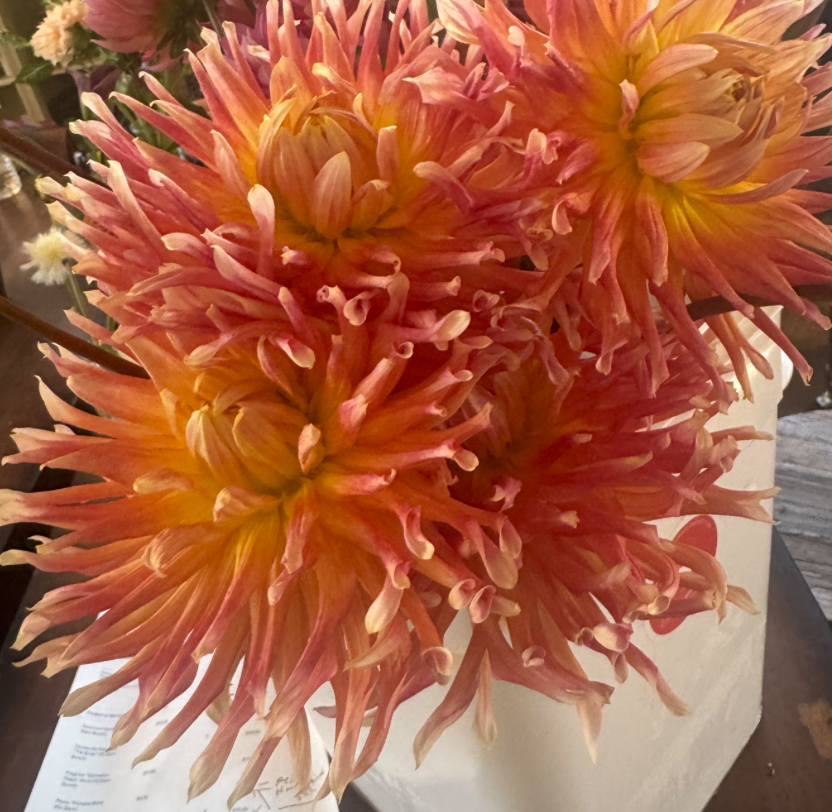 Thumbnail: Dahlia "HH Augustina" (5 Stem Bunch)