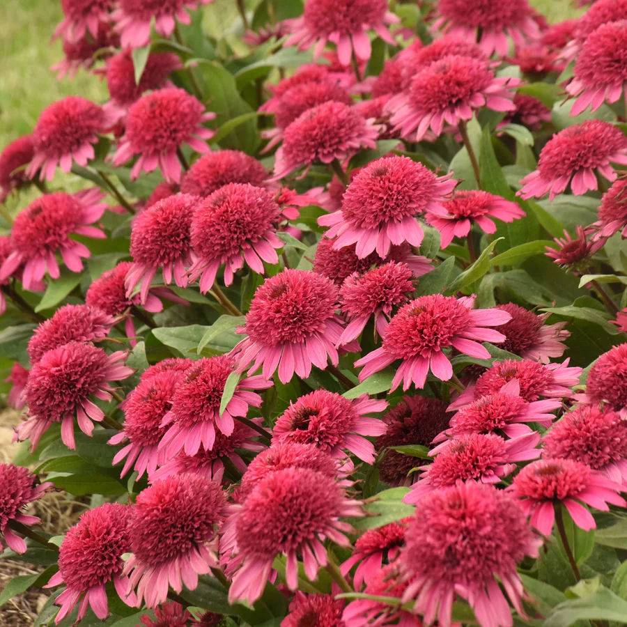 Thumbnail: Echinacea “Guava Ice” 