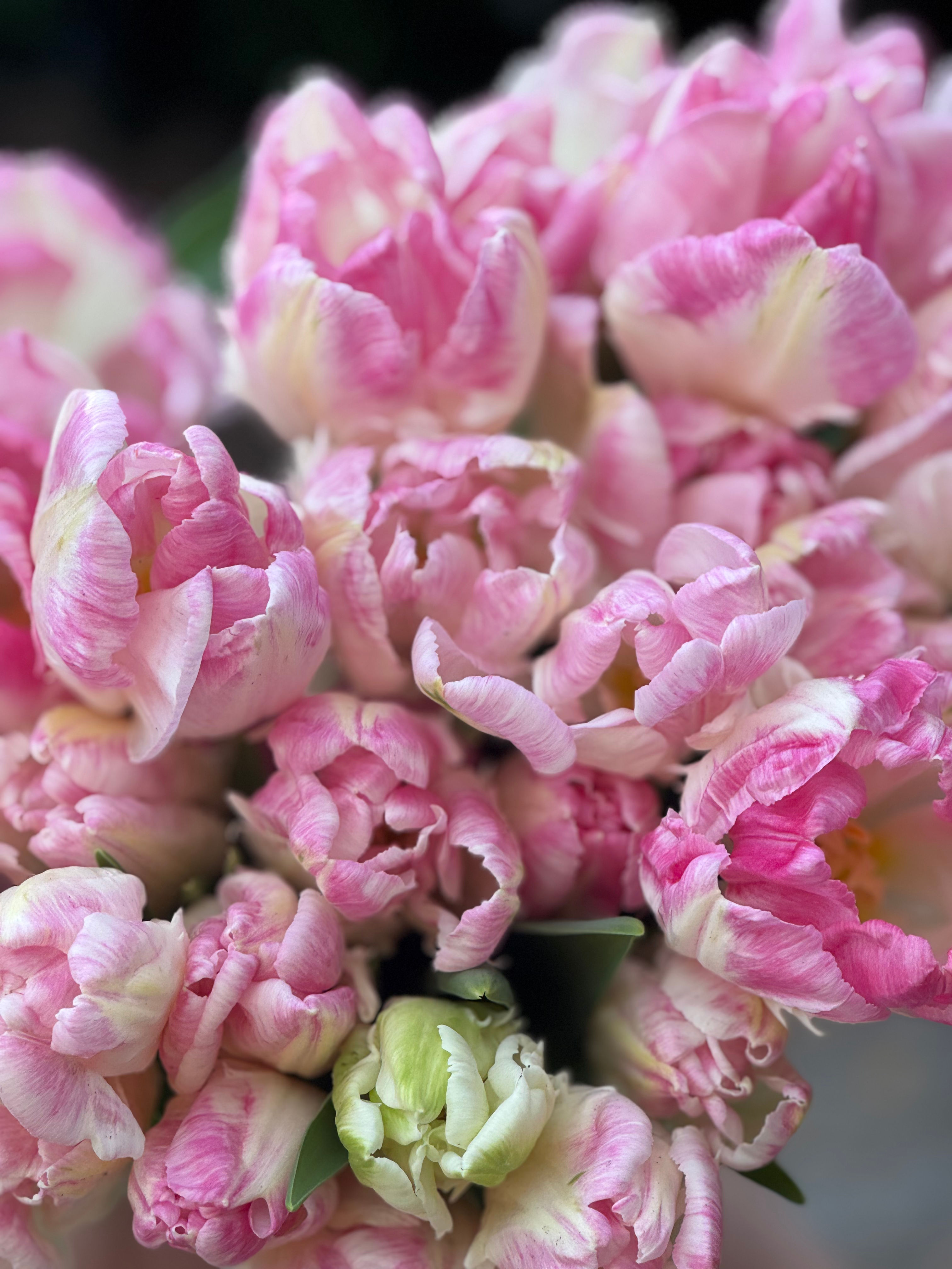 Tulip Cabanna Parrot (10 Stem Bunch)