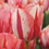 Thumbnail: Tulip Spryng Break (10 Stem Bunch)