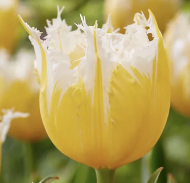 Tulip Burning Flame (10 Stem Bunch)