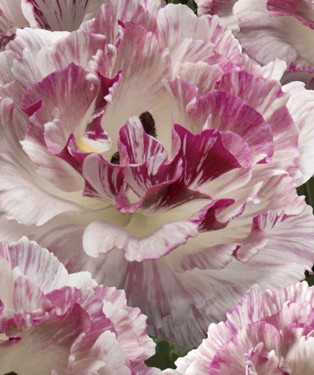 Ranunculus Brushmark "Cesar" (10 Stem Bunch)