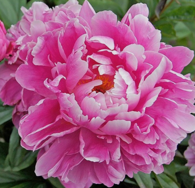 Thumbnail: Peony "Dr. Alexander Fleming" (Per Stem)
