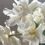 Thumbnail: Tulip Exotic Emperor, 15 Pre-Chilled Tulip Bulbs