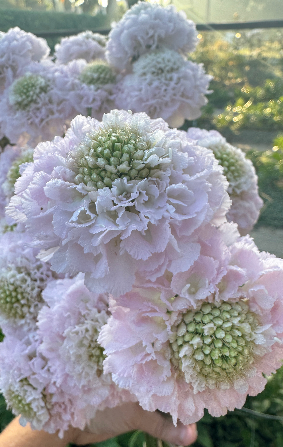 Thumbnail: Scabiosa "Scoop French Vanilla" (10 Stem Bunch)