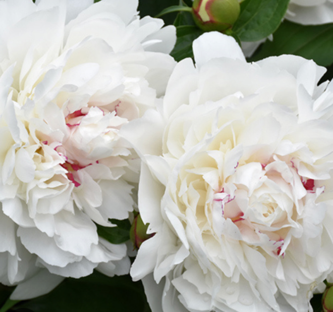 Thumbnail: Peony "Festiva Maxima" (Per Stem)