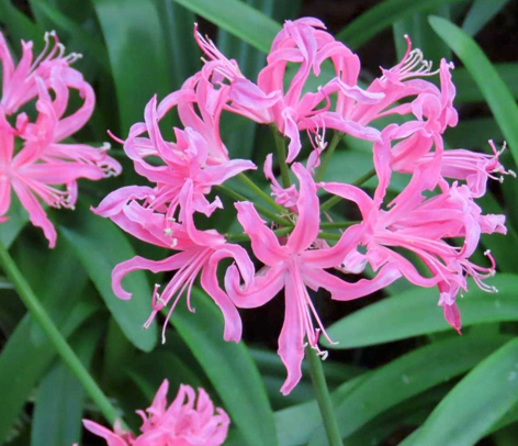 Nerine Bowdenii (Per Stem)