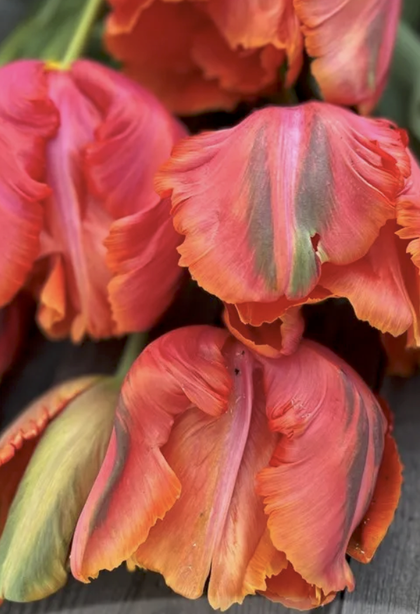 Thumbnail: Tulip French "Avignon Parrot" (10 Stem Bunch)
