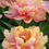 Thumbnail: Tulip Blush Largo, 15 Pre-Chilled Tulip Bulbs