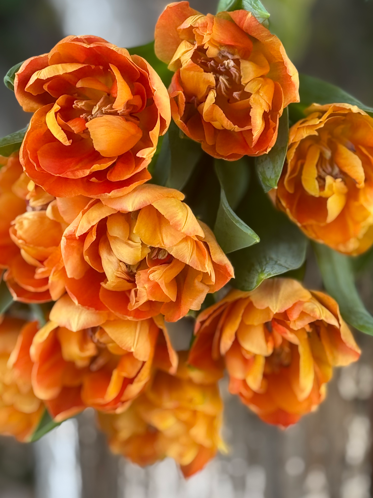 Tulip “Valdivia” (10 Stem Bunch)