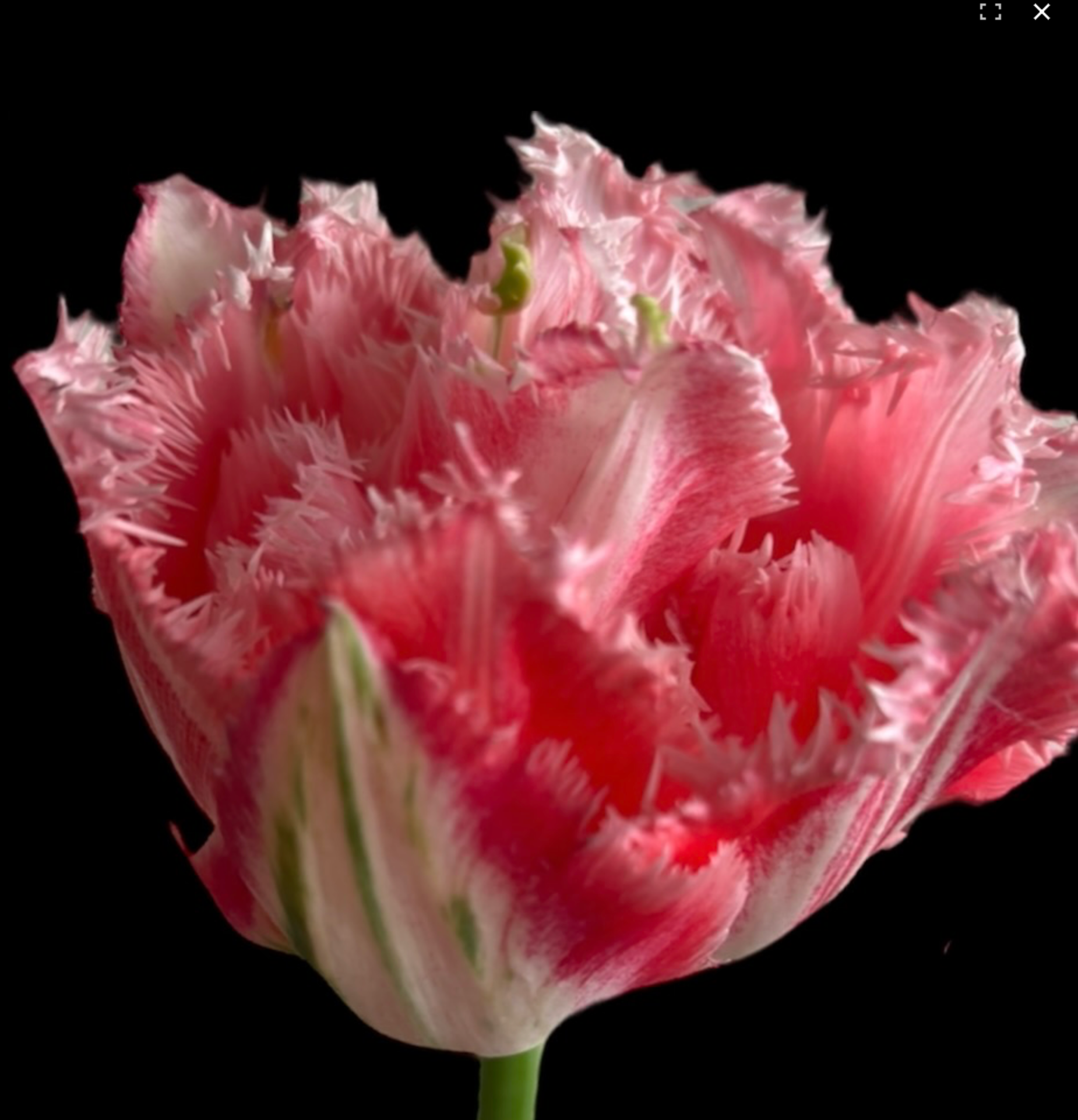 Tulip Ranomi (10 Stem Bunch)