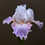 Thumbnail: Bearded Iris (Per Stem)